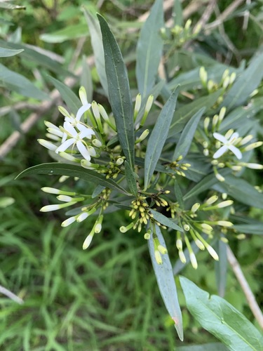 Pavetta lanceolata image