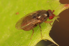 Leptocera fulva