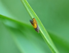 Dichrorampha flavidorsana