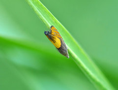 Dichrorampha flavidorsana