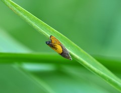 Dichrorampha flavidorsana