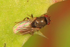 Leptocera fulva