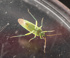 Orthotylus marginalis