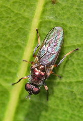 Nothomyia calopus