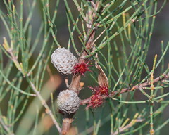 Allocasuarina paludosa