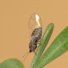 Bactericera cockerelli