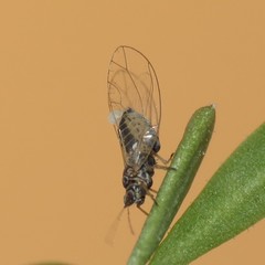 Bactericera cockerelli