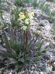 Pedicularis parryi