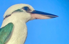 Todiramphus albicilla