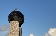 Todiramphus albicilla