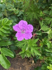 Geranium yesoense yesoense