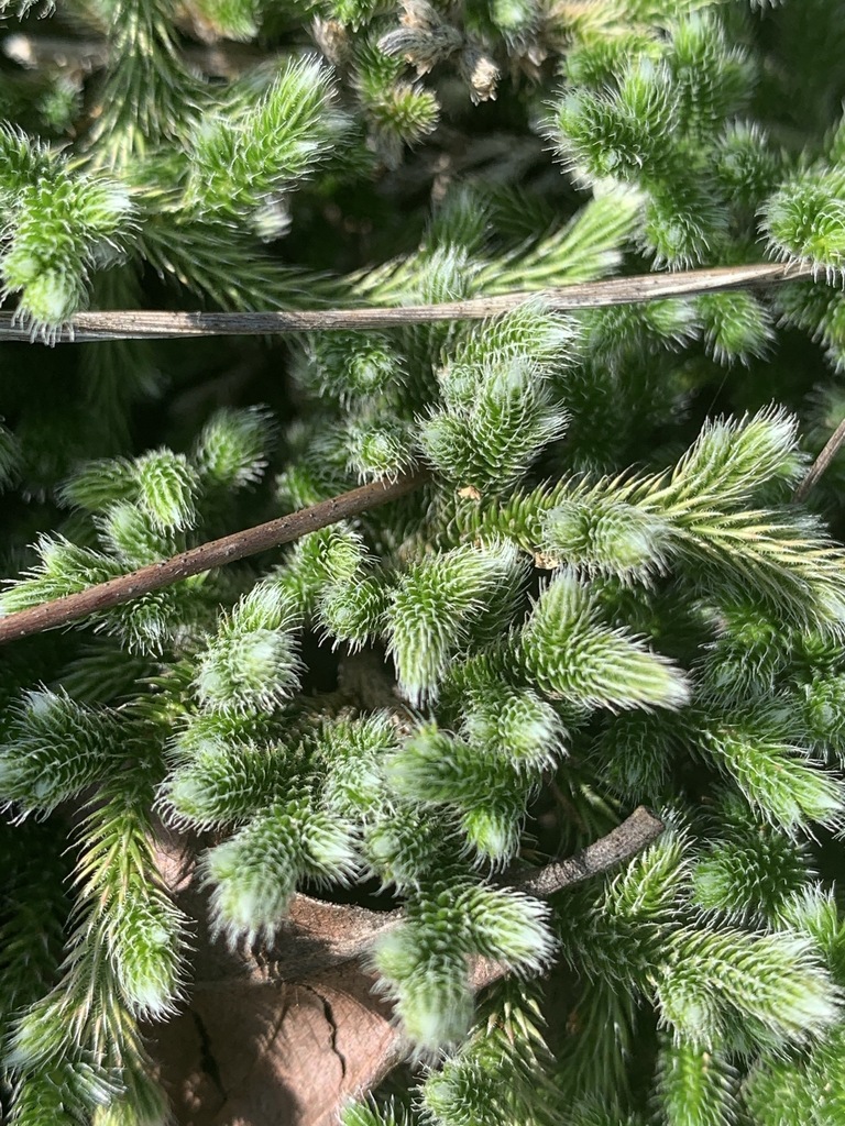 Selaginella grisea