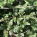 Selaginella grisea - Photo (c) Linda Loffler,  זכויות יוצרים חלקיות (CC BY-NC), הועלה על ידי Linda Loffler