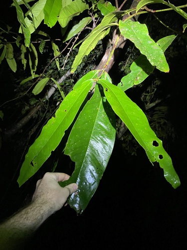 Cassowary satinash (Syzygium graveolens)