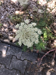 Daucus carota