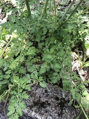 Daucus carota
