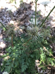 Daucus carota