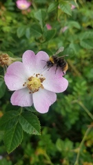 Bombus pratorum