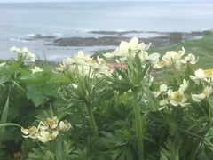 Anemonastrum villosissimum