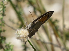 Hyponephele lupinus