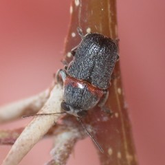 Pachybrachis thoracicus