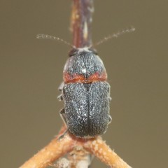 Pachybrachis thoracicus