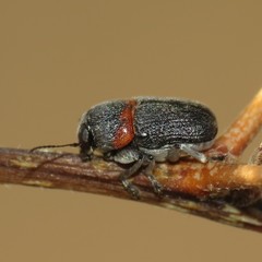 Pachybrachis thoracicus