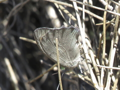 Hyponephele lupinus