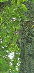 Sciurus carolinensis