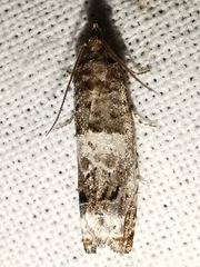 Notocelia trimaculana