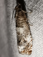 Notocelia trimaculana