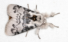 Iropoca rotundata