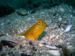 Cryptocentrus fasciatus