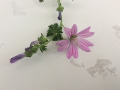 Malva sylvestris sylvestris