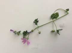 Malva sylvestris sylvestris