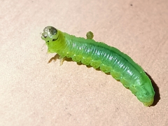 Pristiphora appendiculata