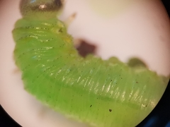 Pristiphora appendiculata