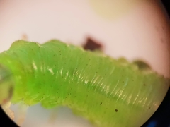 Pristiphora appendiculata