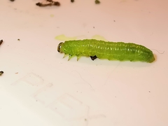 Pristiphora appendiculata