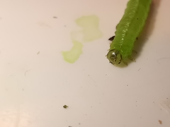 Pristiphora appendiculata