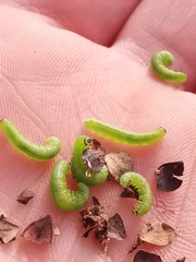 Pristiphora appendiculata