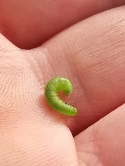 Pristiphora appendiculata