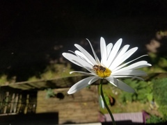 Eristalis tenax