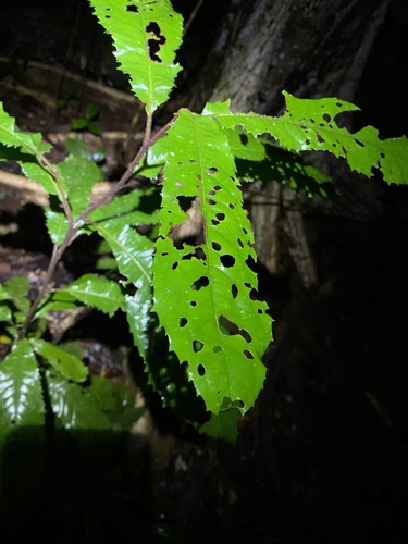 Symplocos paucistaminea (Symplocos paucistaminea)