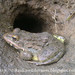 Jerdon's Bullfrog - Photo (c) Amila Kanchana, some rights reserved (CC BY-SA)