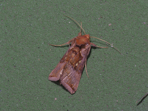 Pink-washed Looper Moth photo 3