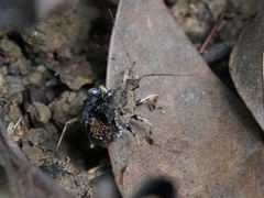 Acanthaspis westermanni