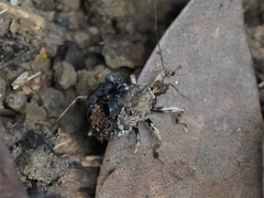 Acanthaspis westermanni