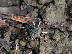 Acanthaspis westermanni