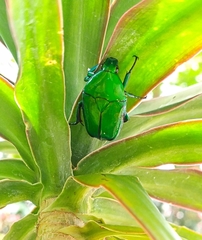 Heterorrhina elegans